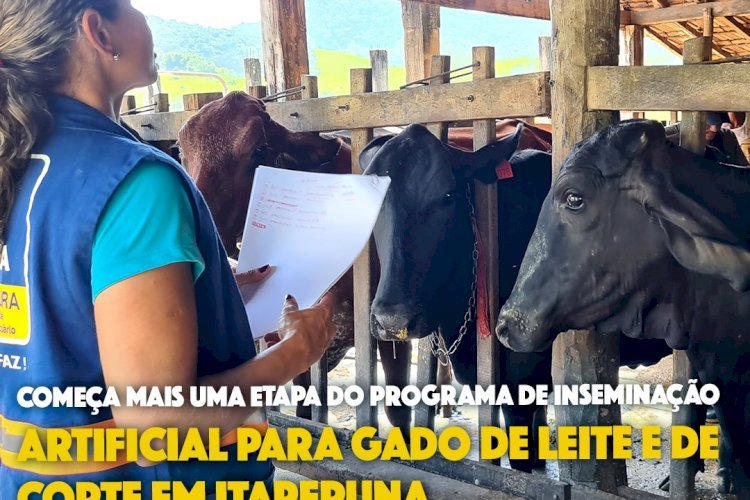 Começa mais uma etapa do Programa de inseminação artificial para gado de leite e de corte em Itaperuna.