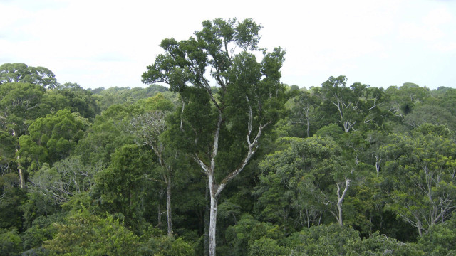 Mãe tenta resgatar bebê brasileira levada à selva de Darién pelo pai biológico