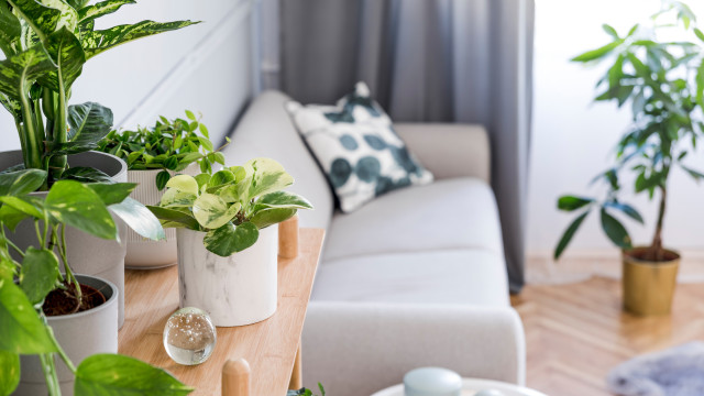 Sete dicas para melhorar a qualidade do ar em casa