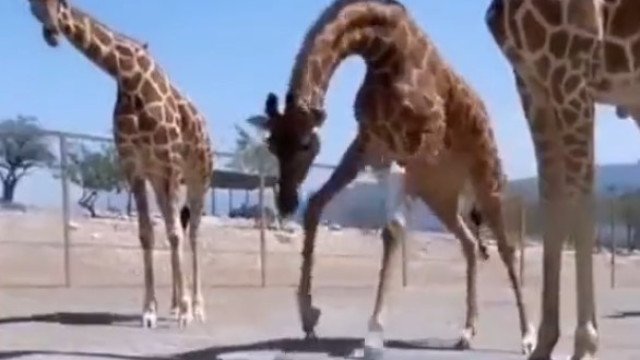 Girafa ajuda tartaruga a ‘andar’ mais rápido e comove a web; veja