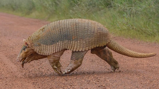 Maior Tatu do mundo é fotografado na Serra da Canastra, em Minas Gerais