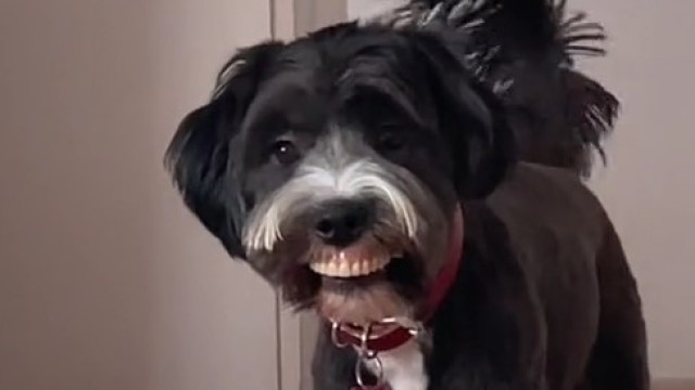 Cão viraliza ao roubar dentadura e exibir novo sorriso; veja as imagens