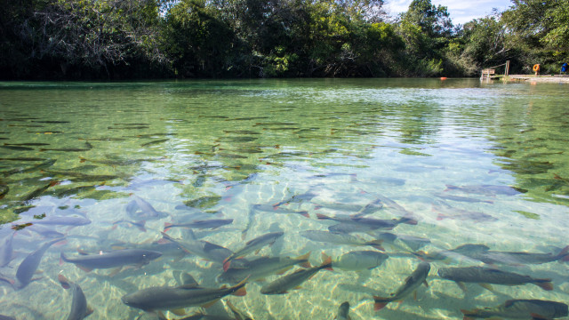 Em nova doação, Noruega repassa mais de R$ 270 mi ao Fundo Amazônia