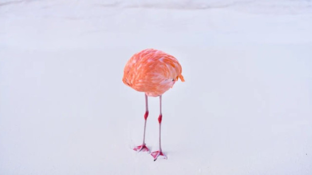 Fotógrafo submete imagem real em categoria de IA; foi a mais votada