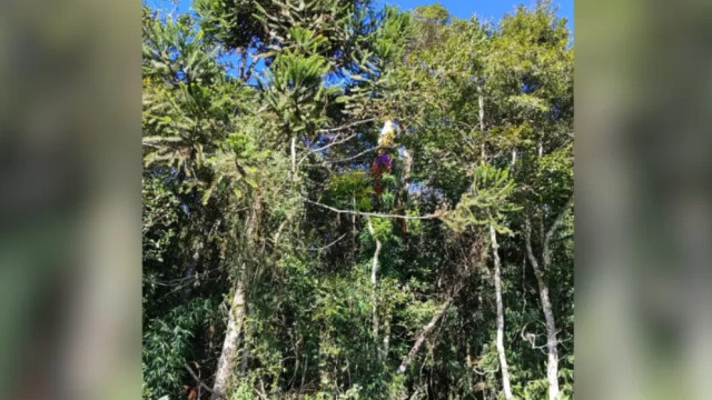 Piloto de parapente morre após cair e ficar preso em árvore em SC