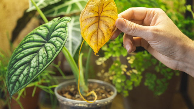 Como salvar uma planta com folhas murchas ou amareladas