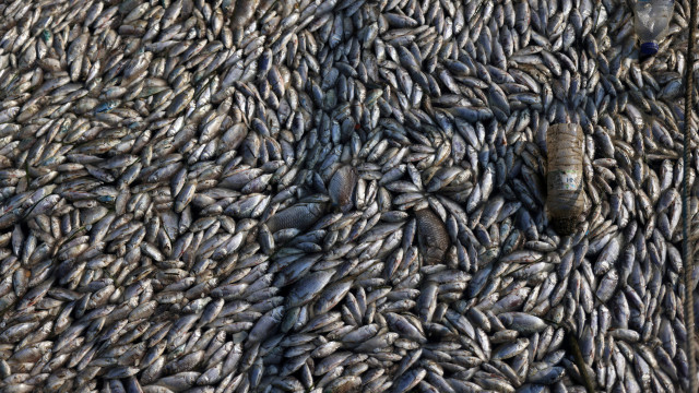 Milhares de peixes morrem e água fica verde na represa Billings, em SP