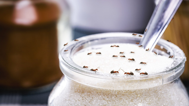 Com dois ingredientes faz um repelente de formigas; que tal experimentar?