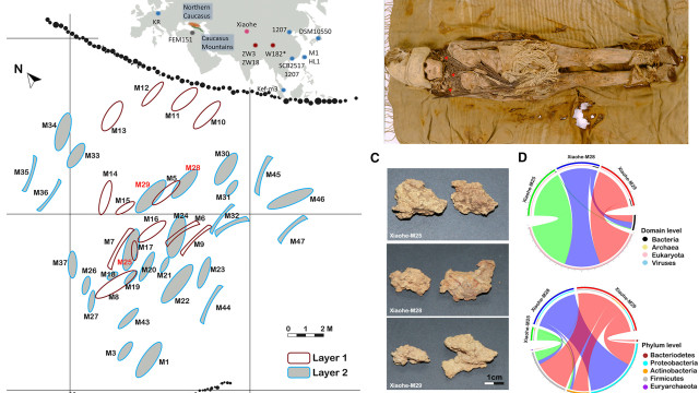 Cientistas encontram queijo de 3.600 anos em múmias na China