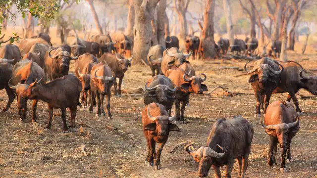 Vida selvagem diminui 73% em 50 anos, diz relatório da WWF