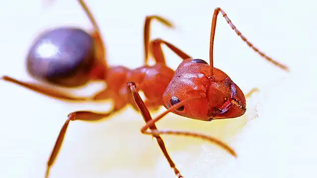 Queda de asteroide que pôs fim aos dinossauros levou formigas a cultivar fungos