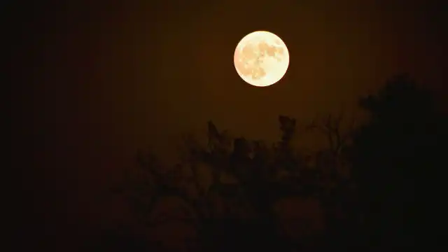 Maior superlua do ano pode ser vista nesta quinta-feira