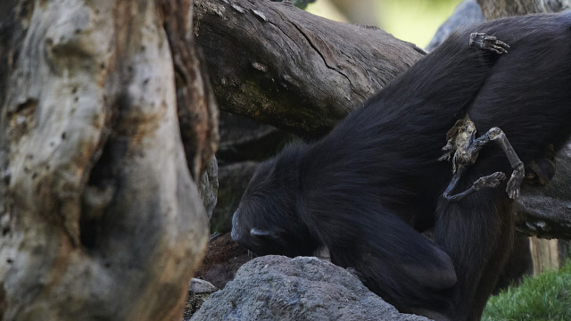 Após período de luto, chimpanzé larga corpo de cria que morreu há 7 meses