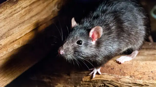 Bebê fica ‘desfigurado’ após ataque de rato; pai foi condenado