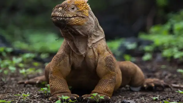Iguanas amarelas antes ameaçadas de extinção estão em recuperação; veja