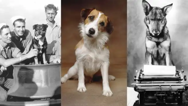 Os cães mais famosos de todos os tempos