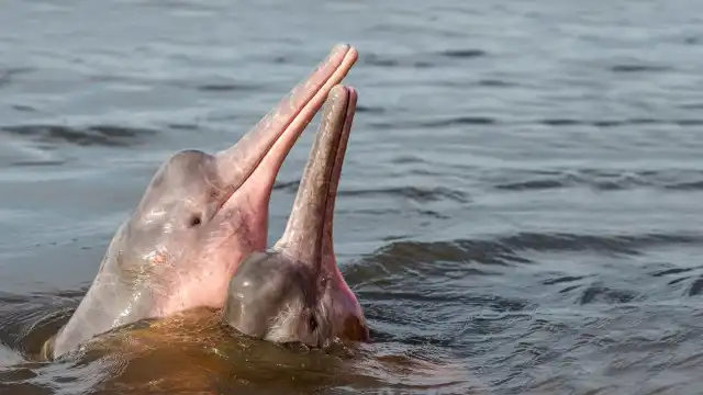 Homossexualidade no reino animal: Animais que também podem formar casais LGBTQ+