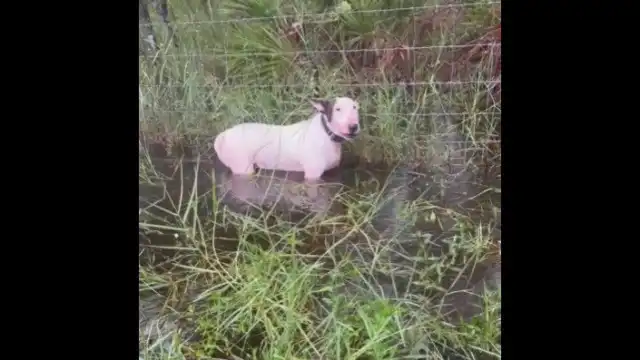 Cão é abandonado acorrentado em cerca antes da chegada de ‘Milton’; veja