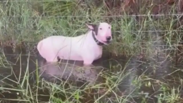 Polícia resgata cachorro preso a cerca antes da chegada do furacão Milton