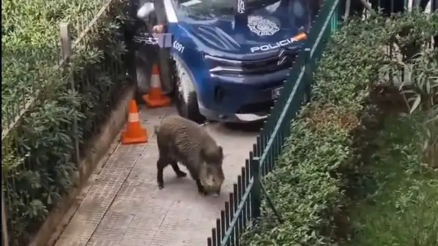 Javali de 100 kg provoca pânico em Madrid e é abatido pela polícia