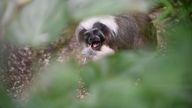 Onze macacos morrem em zoo de Hong Kong; infecção bacteriana grave
