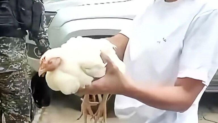 Vídeo: Galinha vai de Pádua ao Rio de Janeiro debaixo de viatura da PM