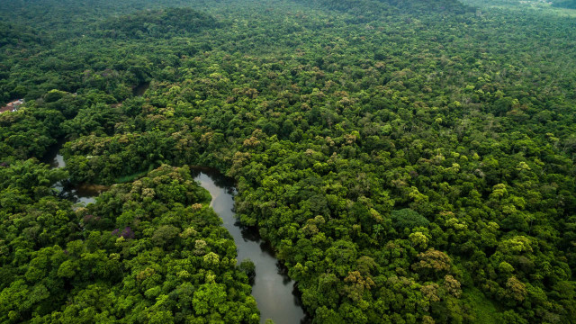 Amazônia: governo federal destinará R$ 700 mi para combater desmatamento e recuperar áreas