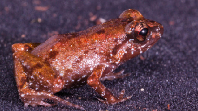 Pesquisadores identificam nova espécie de sapo na Amazônia