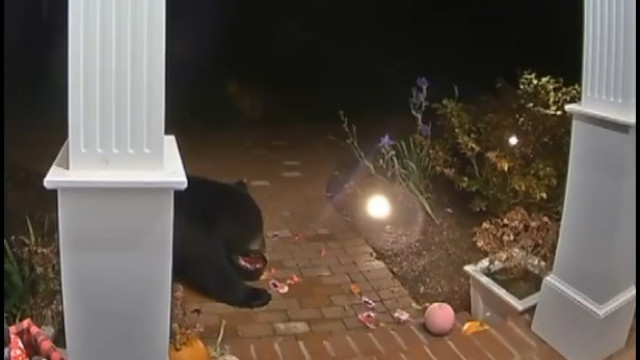 Urso é flagrado roubando doces de Halloween e abóboras; veja o vídeo