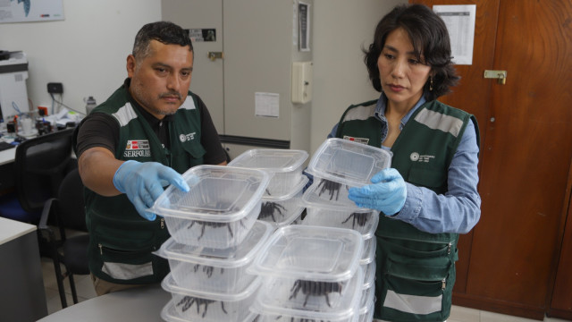 Coreano é capturado com centenas de tarântulas no corpo no Peru
