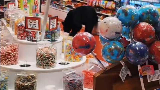 Urso ‘assalta’ loja de doces; vídeo