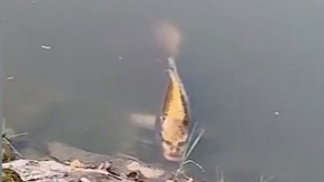 Peixe com ‘rosto humano’, batizado de Bob, viraliza na web