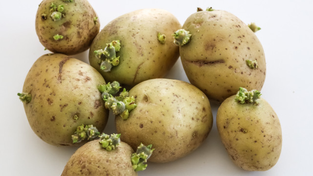 Batatas com brotos ou coloração esverdeada podem ser perigosas, entenda