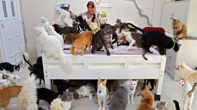Acúmulo de animais: Entenda os riscos da Síndrome de Noé