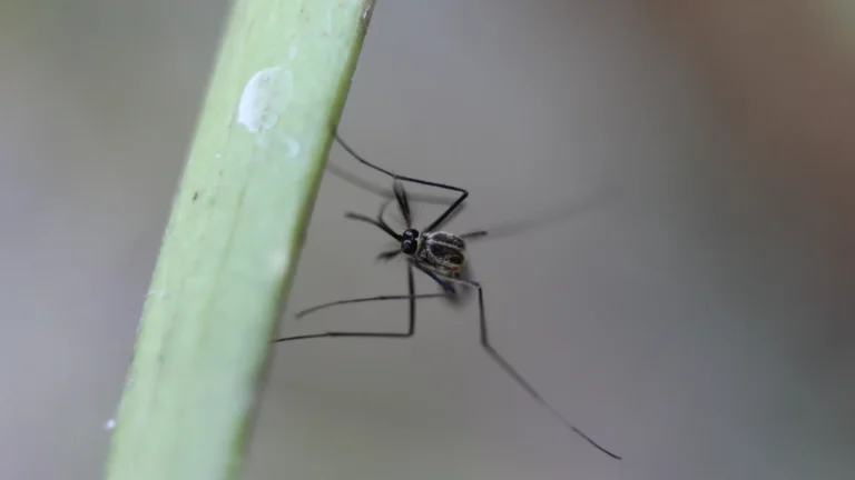 Brasil ultrapassa marca de um milhão de casos de dengue em 2025