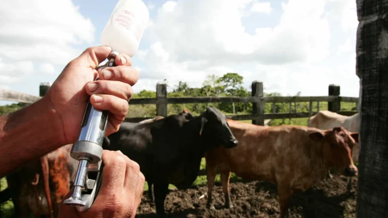 Governo vai pedir à China que reconheça Brasil como país livre de febre aftosa