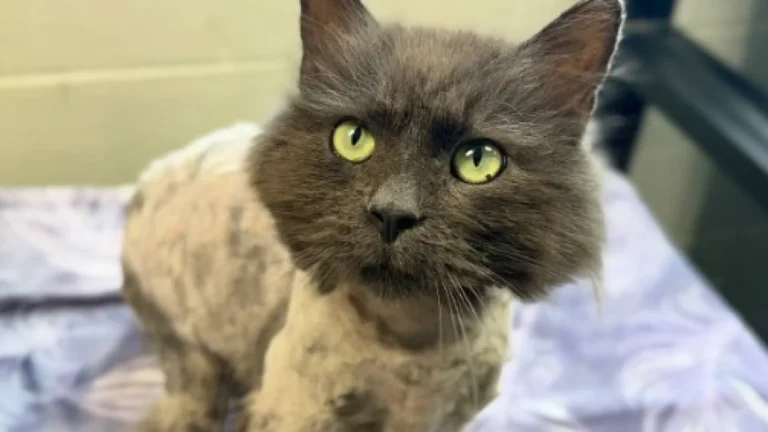 Gato desaparecido há 3 anos é encontrado a 16 km de casa nos EUA