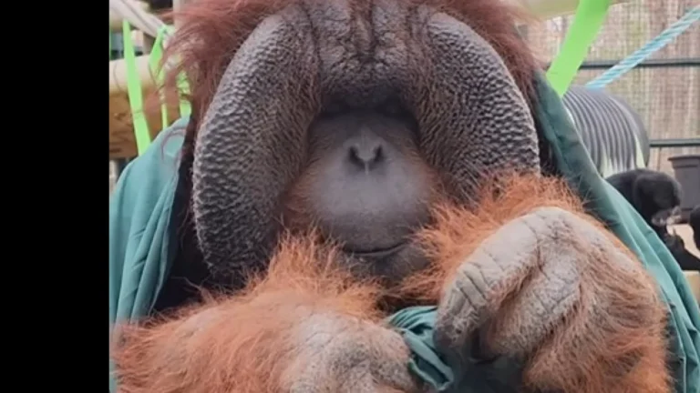 Orangotango faz nó perfeito em cobertor e vídeo viraliza nos EUA