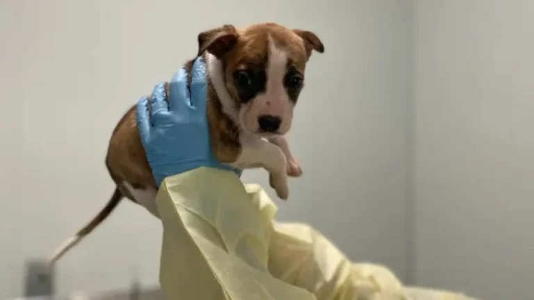 Laudo revela que filhote de pitbull não causou morte de bebê nos EUA