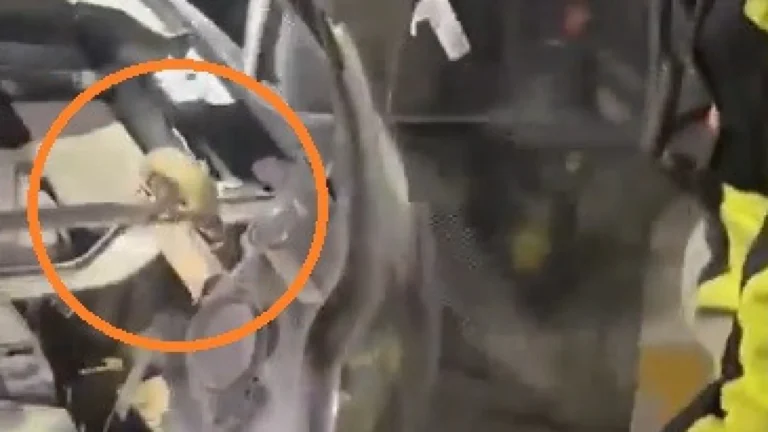 Motorista encontra cobra com 3 metros de comprimento no motor do carro