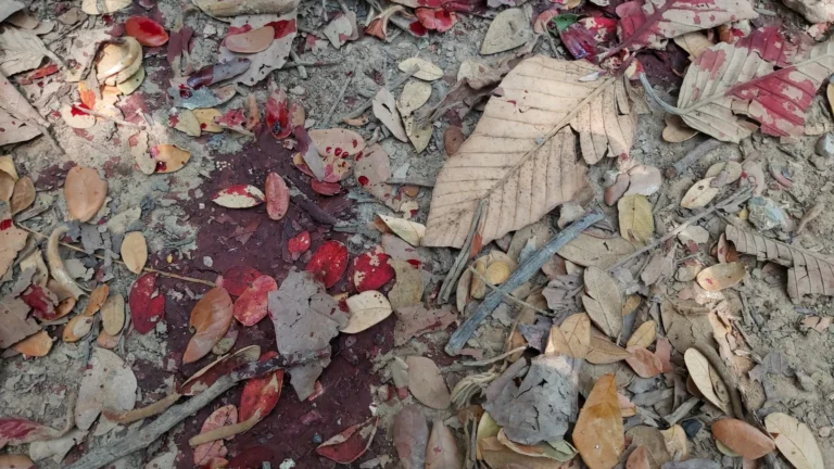 Criança de 2 anos atira e mata mãe enquanto brincava com arma do pai em MS