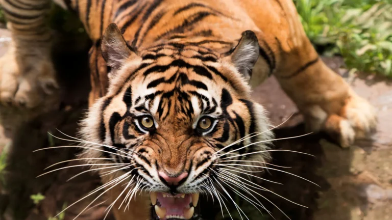 Países que abrigam os animais mais perigosos do mundo e o Brasil surpreende na lista