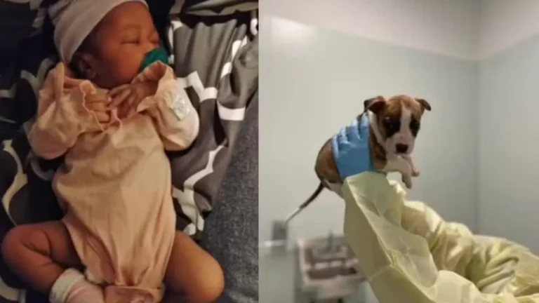 Nova York em choque: Filhote de pitbull come parte do rosto de bebê