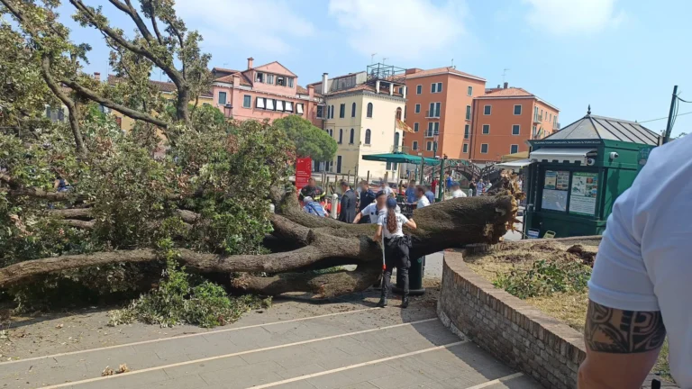 Árvore cai em ponto de ônibus em Veneza e fere 12 pessoas