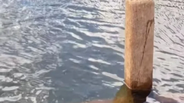 Cemitério submerso aparece após 30 anos em Goiás; vídeo