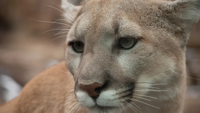 Puma ataca criança de forma repentina em trilha nos EUA e acaba abatido