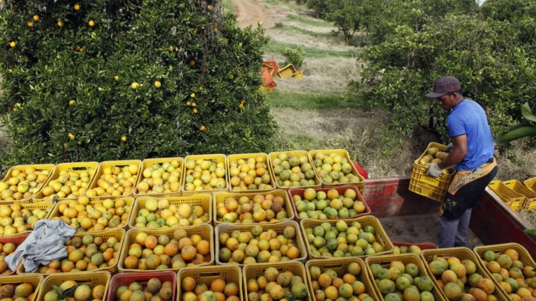 Distribuidora americana de suco de laranja contesta na Justiça tarifas de Trump ao Brasil