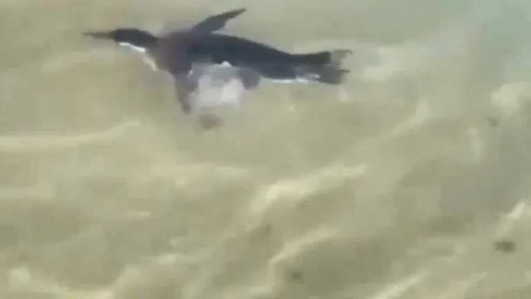 Pinguim é flagrado nadando entre banhistas na praia do Arpoador, no Rio