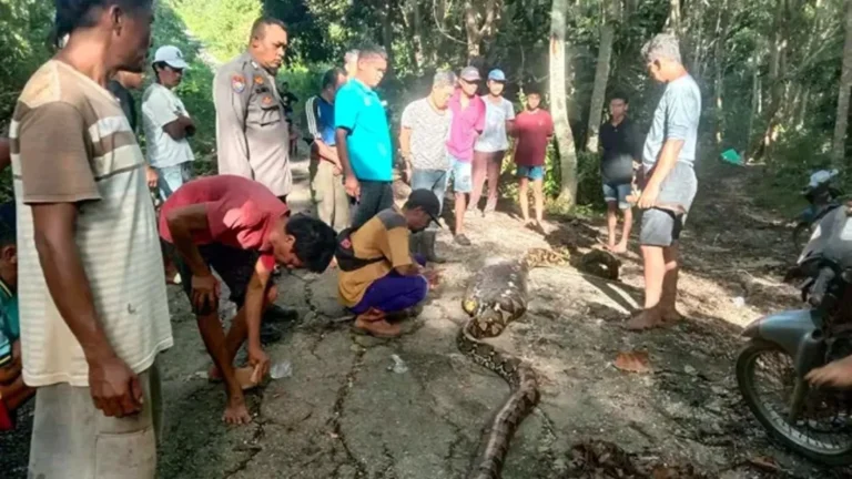 Homem é morto após ser engolido por píton de 8 metros na Indonésia; veja