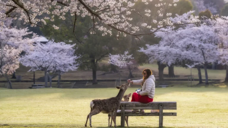 Companhia animal: os preferidos da ciência pra nós